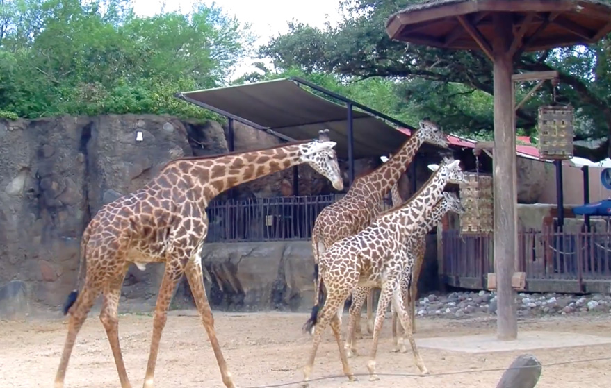 The Houston Zoo